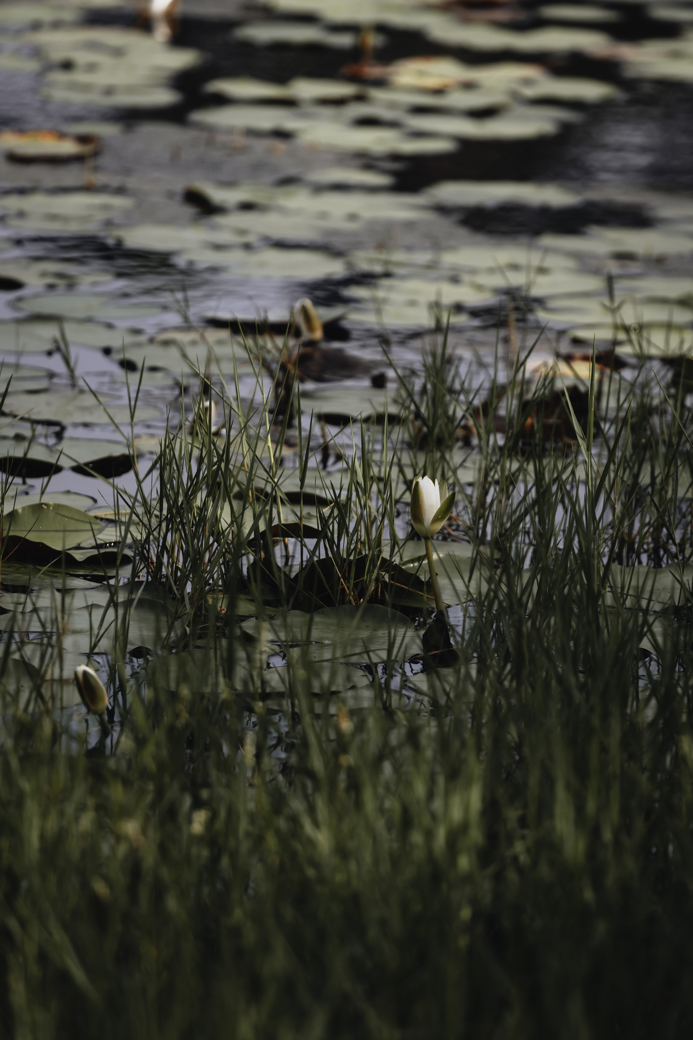 This photograph captures the quiet beauty of a single white water lily emerging from the lush greenery and lily pads of a serene pond on Dauphin Island, Alabama. The gentle ripples on the water's surface and the soft focus on the surrounding grasses add to the tranquil atmosphere, inviting reflection and a deep appreciation for the subtle elegance of nature.
